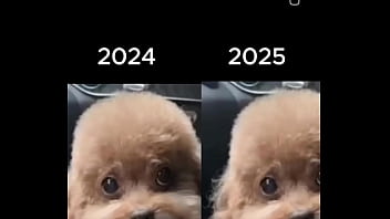 Perro Chino Caliente